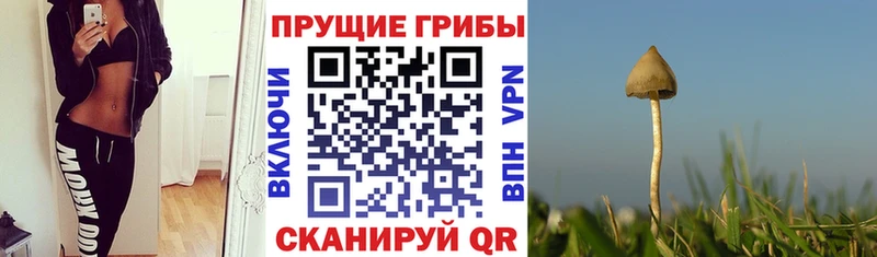 Псилоцибиновые грибы MAGIC MUSHROOMS  дарнет шоп  даркнет официальный сайт  Юрьевец 